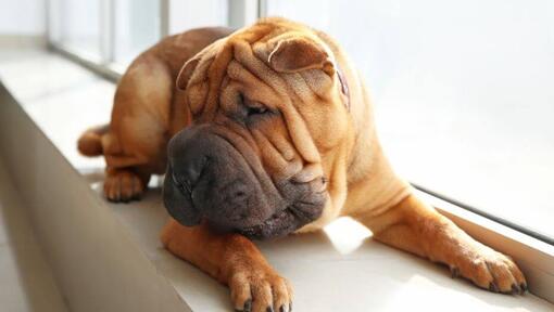 Shar Pei deitado no quarto