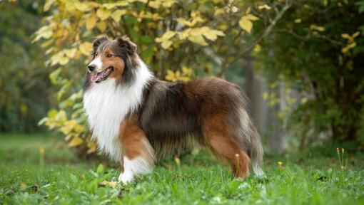 Shetland Sheepdog em pé no parque