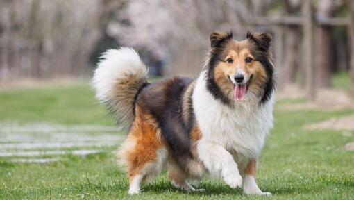 Shetland Sheepdog a andar na relva verde