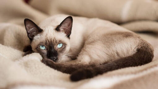 Gato siamês deitado num cobertor