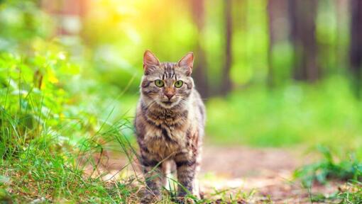 Gato da floresta siberiana a andar na madeira