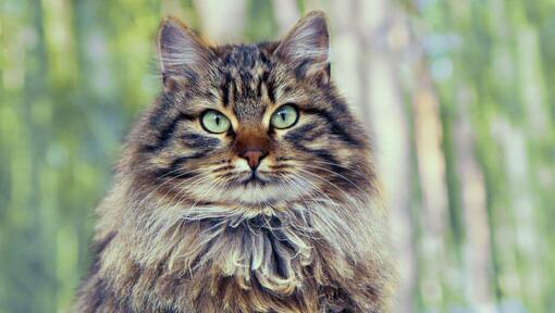 Gato da floresta siberiana de pé perto da madeira