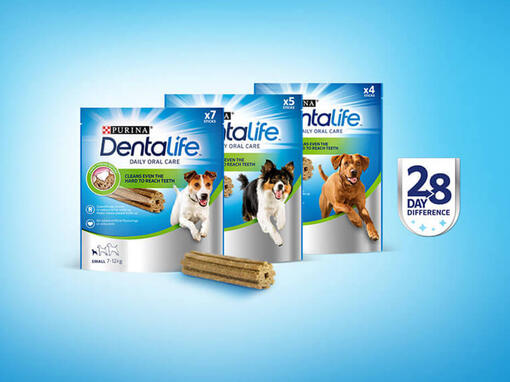 desafio dentalife 28 dias