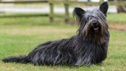 Sky Terrier cinza escuro sentado na relva verde