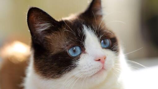 Gato de raquete de neve com olhos azuis a assistir profundamente
