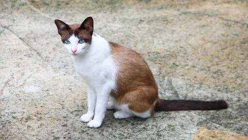 Gato de raquete de neve a andar no jardim