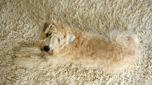 Terrier deitado no tapete