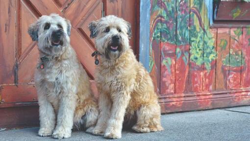 dois terriers sentados na calçada