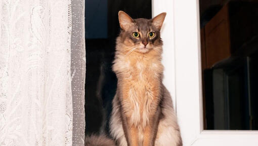 Gato somali de pé perto da janela