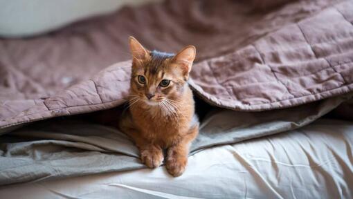 Gato somali deitado debaixo de um cobertor