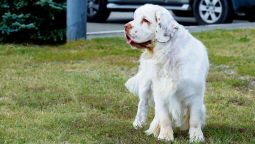 spaniel de cor clara em pé na relva