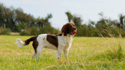 Springer Spaniel Inglês a segurar uma bola