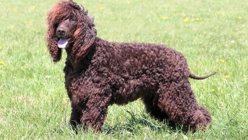 Irish Water Spaniel em pé no chão