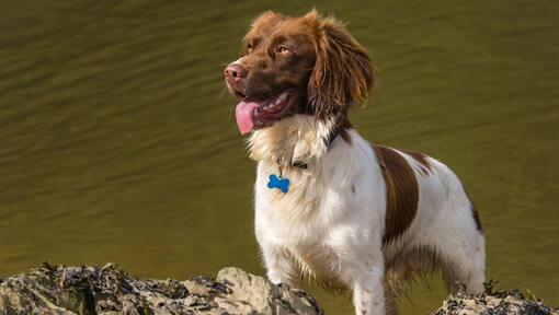 cão Welsh springer Spaniel na água