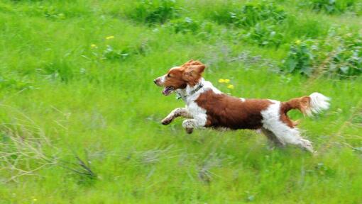 Spaniel (Welsh Springer) corre no campo com relva