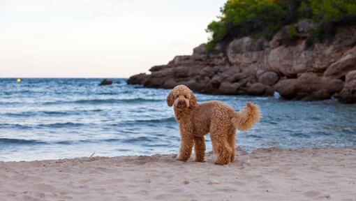 Cão parado na margem do mar