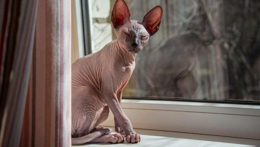 Gato Sphynx de pé no peitoril da janela