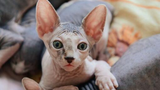 Gatos Sphynx estão a tirar uma soneca no sofá