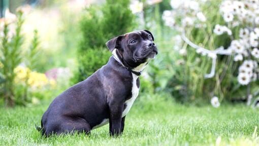 Staffordshire Bull Terrier sentado na relva