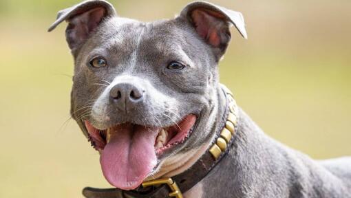 Staffordshire Bull Terrier com língua de fora