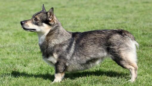 Vallhund sueco em pé na relva