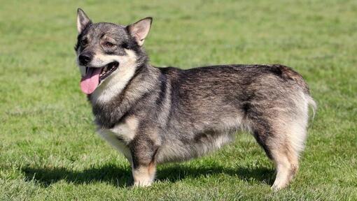 Vallhund sueco em pé na relva e a sorrir