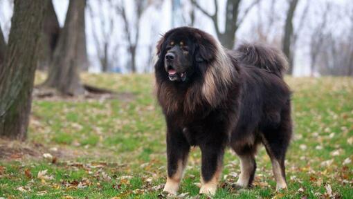 Mastim tibetano escuro na floresta