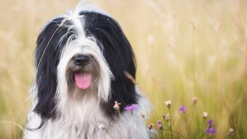 Terrier tibetano a jogar no campo