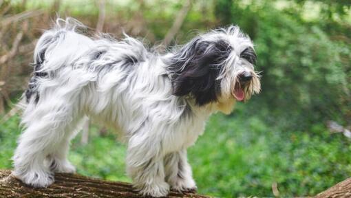 Terrier tibetano a brincar na floresta