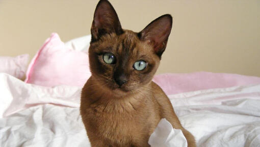 Gato tonquinês sentado na cama