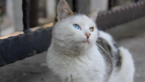 Gato Van turco sentado na varanda