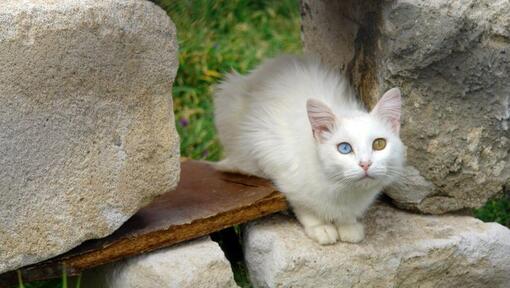 Gato turco Van sentado no jardim