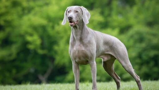 Weimaraner na floresta