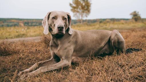 Weimaraner deitado no campo