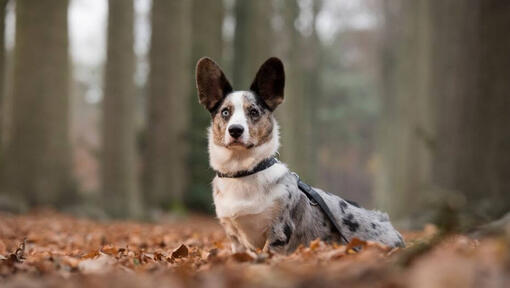 Welsh Corgi em pé na floresta