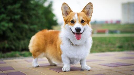 Welsh Corgi em pé e a olhar para a frente