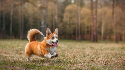 Welsh Corgi a correr na floresta