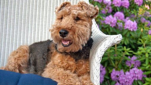 Welsh Terrier deitado na cadeira