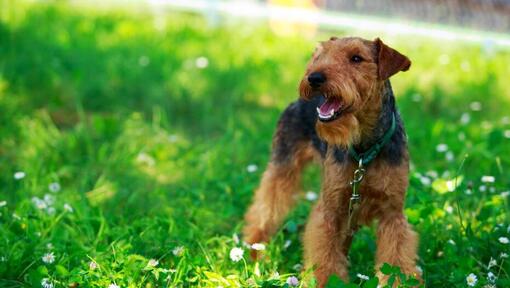 Welsh Terrier em pé no campo com relva verde