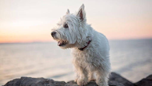 West Highland White Terrier sentado perto da água