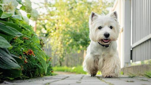 West Highland White Terrier a andar no quintal