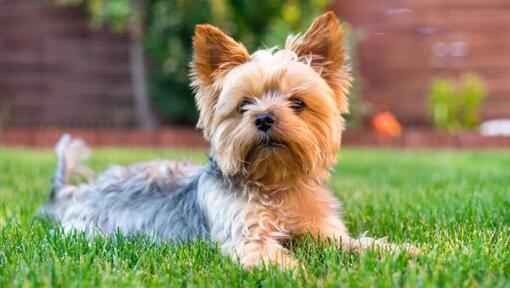 Yorkshire Terrier deitado na relva