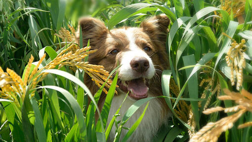 Cão feliz com Beyond​