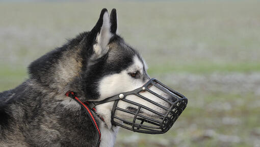 husky vestindo focinho