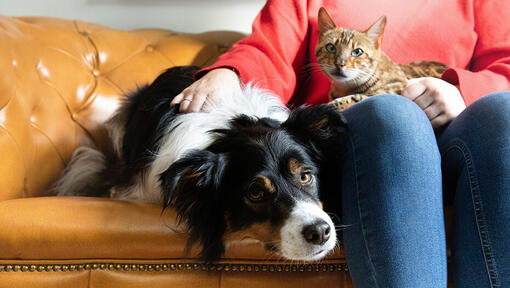 gato e cachorro juntos no sofá