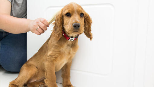 cachorrinho a ser escovado antes do banho