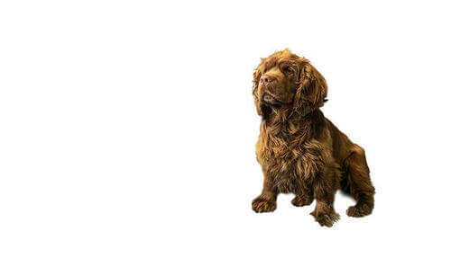 Sussex Spaniel Desktop