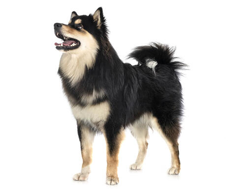 Cão Finlandês da Lapónia