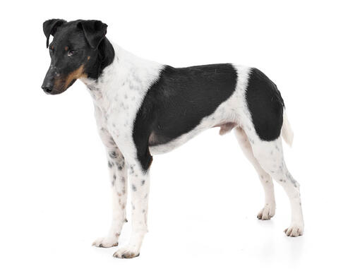 Fox Terrier de pelo Liso