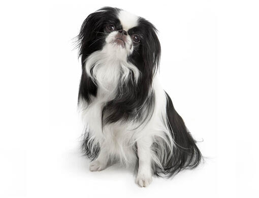 Spaniel Japonês (Chin)